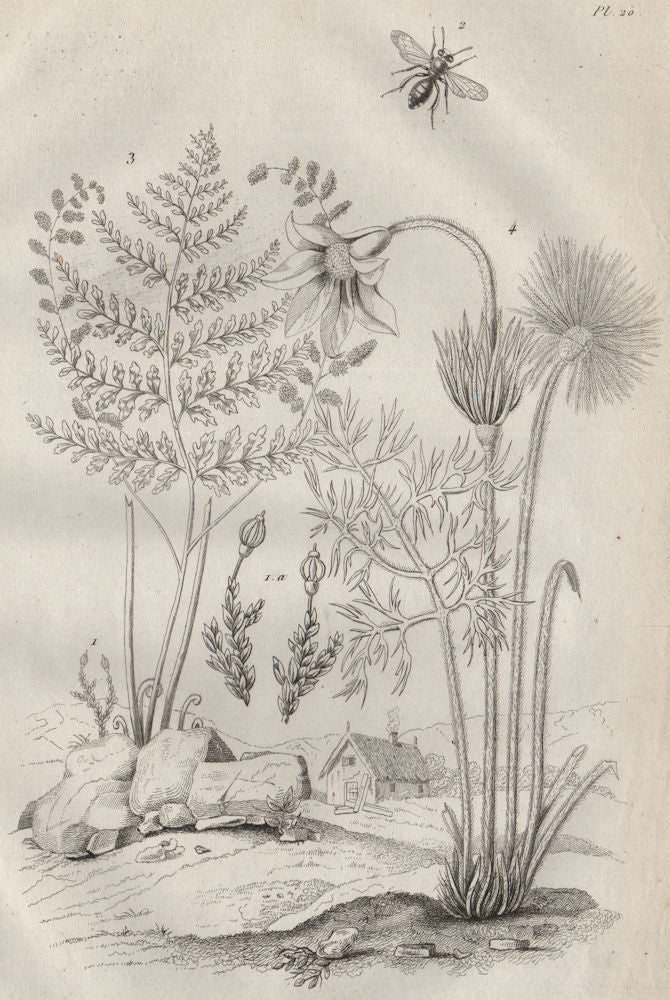PLANTS. Andrée. Andrena bee. Anemia fern. Anemone 1834 old antique print